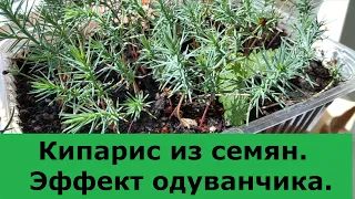 Выращивание кипариса из семян. Эффект одуванчика.