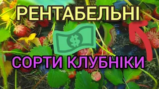 СОРТ НА МИЛИОН КЛУБНИКА / Коммерческое выращивание / Обзор ягоды / Соната🍓 / Румба🍓 / Сенсация🍓 /