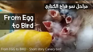 From EGG to Canary BIRD  ❤