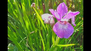 Last but not Least - the Japanese Iris