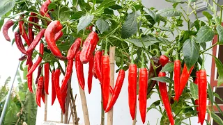 Growing chili on the balcony has many fruits, high yield and very easy