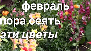 КАКИЕ ЦВЕТЫ НУЖНО ПОСЕЯТЬ В ФЕВРАЛЕ . Овощи