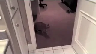 cat meows then explodes