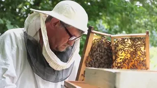 World Bee Day | Environment Matters