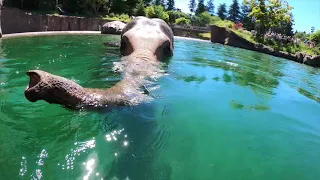 Asian Elephant Samudra Dives Underwater