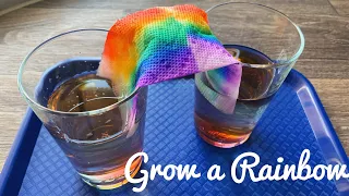 Science Experiment: Growing a Rainbow!