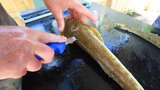 How to clean a flathead for the perfect boneless fillet