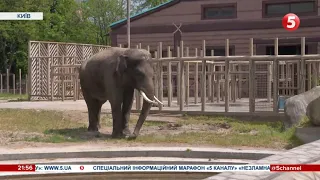 Старожили, тварини-біженці: Київський зоопарк знов приймає відвідувачів