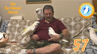 First Days Helping Re-Homed Parrots | Ep.57 : Lucy and Pippa | Cockatude: Cockatoos with Attitude