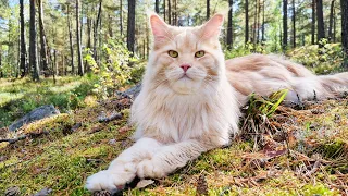 The Golden King of the Forest - Maine Coon Cat Buster