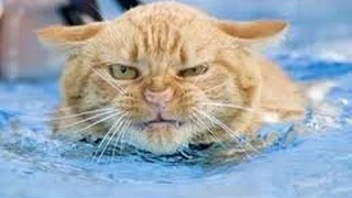 Funny Cats In Water Compilation 2016