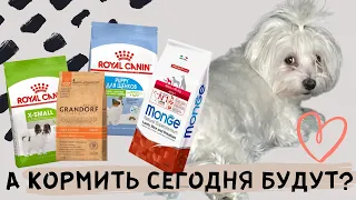 ЧЕМ МЫ КОРМИМ СОБАКУ/РАЦИОН МАЛЬТИЙСКОЙ БОЛОНКИ