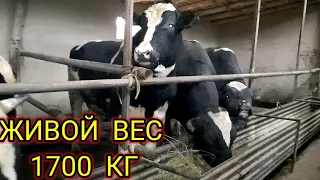 ДАХШАТ  НЕМИС  БУКАЛАРИ ВЕСИ ,1700 КГ ,946950261