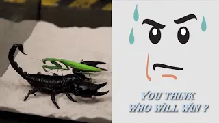 Scorpion vs Mantis