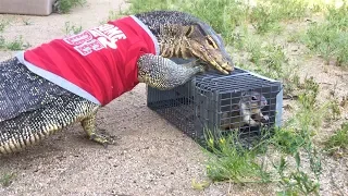 Lizard finds Squirrel in Trap--Eats Squirrel