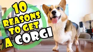 10 Reasons Why You SHOULD Get a CORGI Puppy || Extra After College