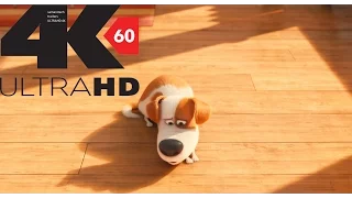 [4k][60FPS] The Secret Life of Pets Official Trailer #1 2016  4K 60FPS HFR[UHD] ULTRA HD