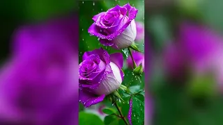 Beautiful Rose Flower hdWallpapers 💖/flower Wallpaper's /