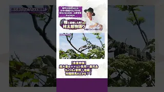 【貴重映像】超大量の◯◯ムシ発見！鹿児島ちょうちょ冒険！後編！何種類見れたかな？！#shorts