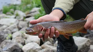 Fly Fishing Montana’s Alpine Lakes! (20 mile Hike into the Beartooth Mtns. leads to Huge Cutthroat!)