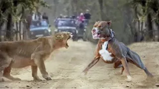 50 Craziest Animal Fights of All Time