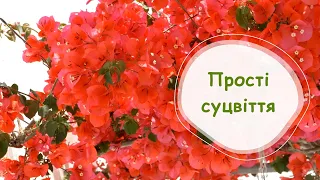 Прості суцвіття