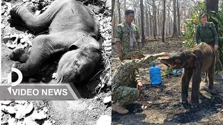 Rescued elephant calf dies