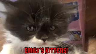 Emily's Kittens Are 6 Weeks Old! Cute Little Kittens! 😻