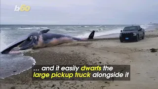Giant, Dead Whale Washes Ashore on Massachusetts Beach