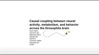 Two Photon Microscopy | Causal Coupling Between Neural Activity Across the Drosophila Brain | Bruker