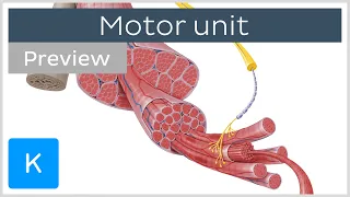 Motor unit: motor neurons and skeletal muscle fibers (preview) - Human Histology | Kenhub