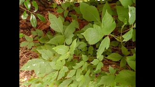 Poison Ivy: Identification, Chemistry, and Treatment