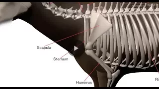 Arrow Penetration Test: Broadheads and Shoulder Blades