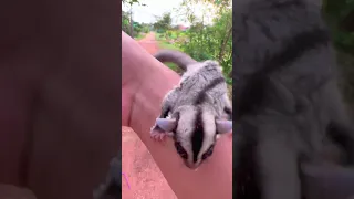 Sugar Glider Flaying animal Try to drag my hands while i walk