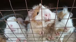 guinea pig is noisy and begging  for food