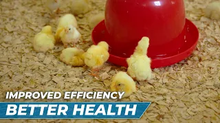 They are SO HAPPY! The BEST chicken waterer