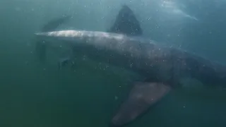 Viewing Great White Sharks on Cape Cod