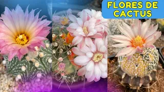 Más de 100 FLORACIONES EN MIS CACTUS EXÓTICOS, como polinizarlos