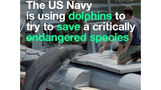 The US Navy is using dolphins to try to save a critically endangered species