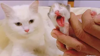 REAKSI INDUK KUCING SAAT ANDA MEMBERI TAHU BAHWA ANAK KUCINGNYA MEMBUKA MATANYA SUNGGUH LUCU.