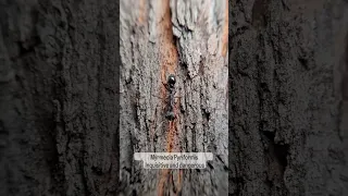 Myrmecia Pyriformis - The Giant Brown Bull Ant - In the Wild!! #bullant #antkeeping #ants #myrmecia