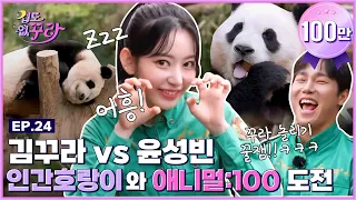 Sakura X Yun Sung Bin! Animal: 100 Challenge with Fu Bao, Tiger and T Express!