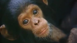 Among the Wild Chimpanzees -- Full Documentary wit