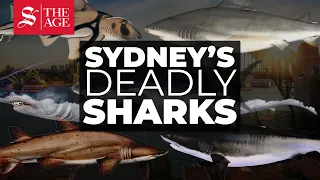 Sydney's deadly sharks - what lurks beneath the famous Australian harbour?