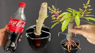 How to propagate mango branches with coca water 100% for beginners@ mango@ banana@ sapling