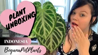 Rare Plant Unboxing | BoganaPotPlants | Anthuriums