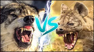 GREY WOLF VS SPOTTED HYENA ─ Who Would Win in a Fight?
