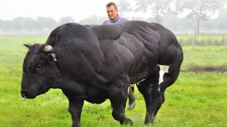 10 Most Muscular Animals on this Planet