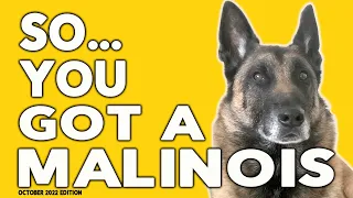 So You Got a Malinois Ep 9 - Dog Training Tips, Tricks and Advice for Belgian Malinois