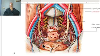 Anatomy of posterior abdominal wall in Arabic 2023 (External iliac artery) , by Wahdan